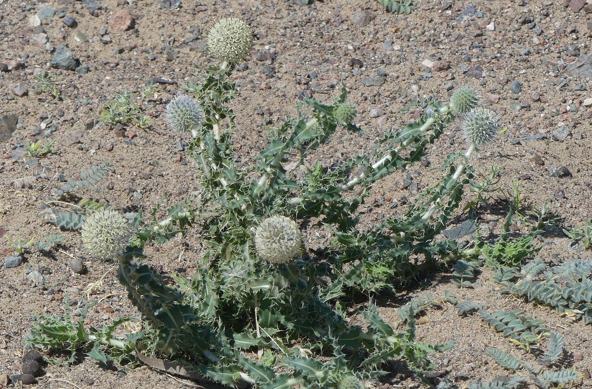 Image of Echinops gmelinii Turcz.