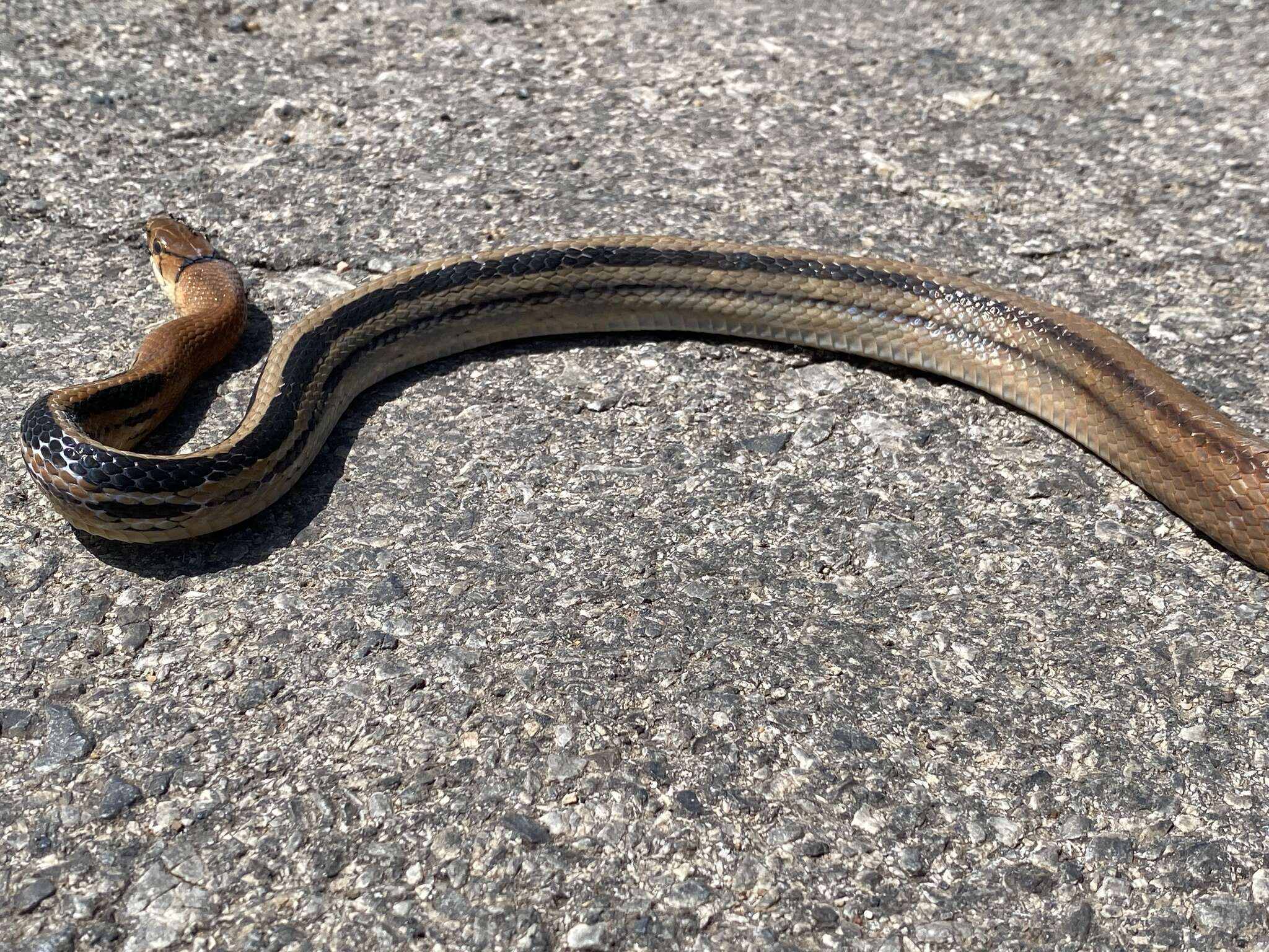 Image of Copper-headed Trinket Snake