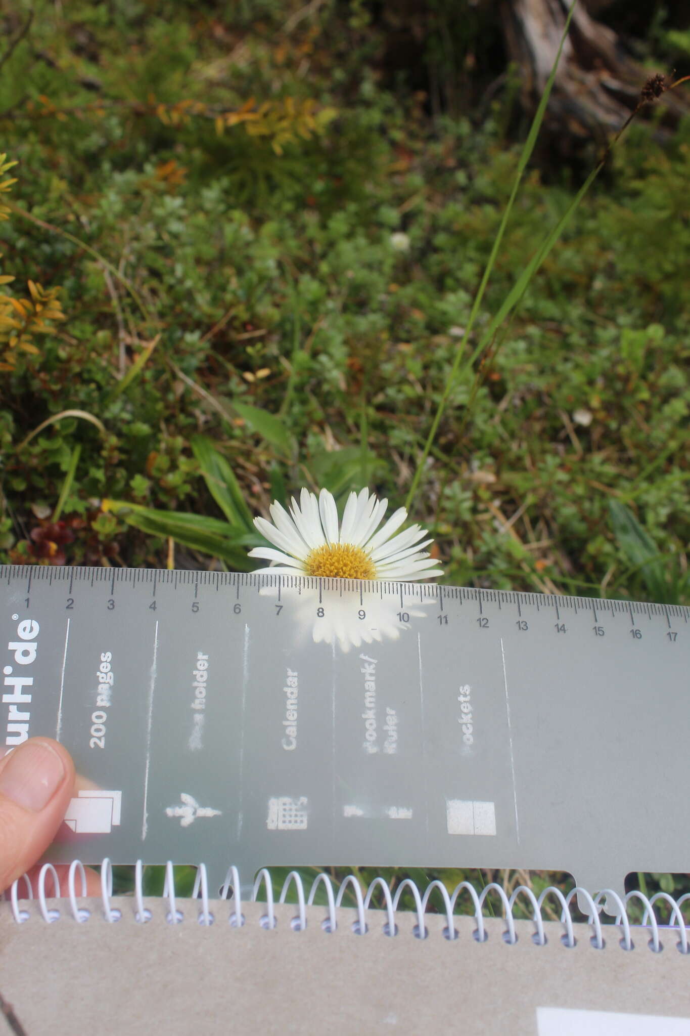 Image of Celmisia verbascifolia Hook. fil.