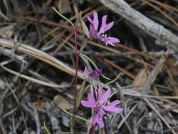 Image of gunsight clarkia