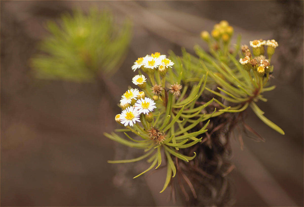 Image of Thin-leafed Darwin's Shrub