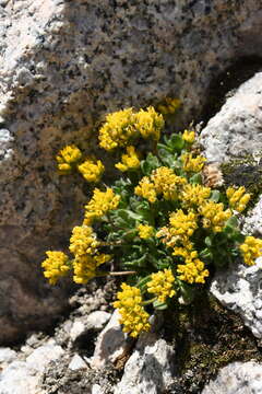 Image of granite draba