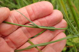 Image of Wahlenbergia krebsii Cham.