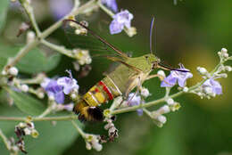 Image of Coffee Clearwing