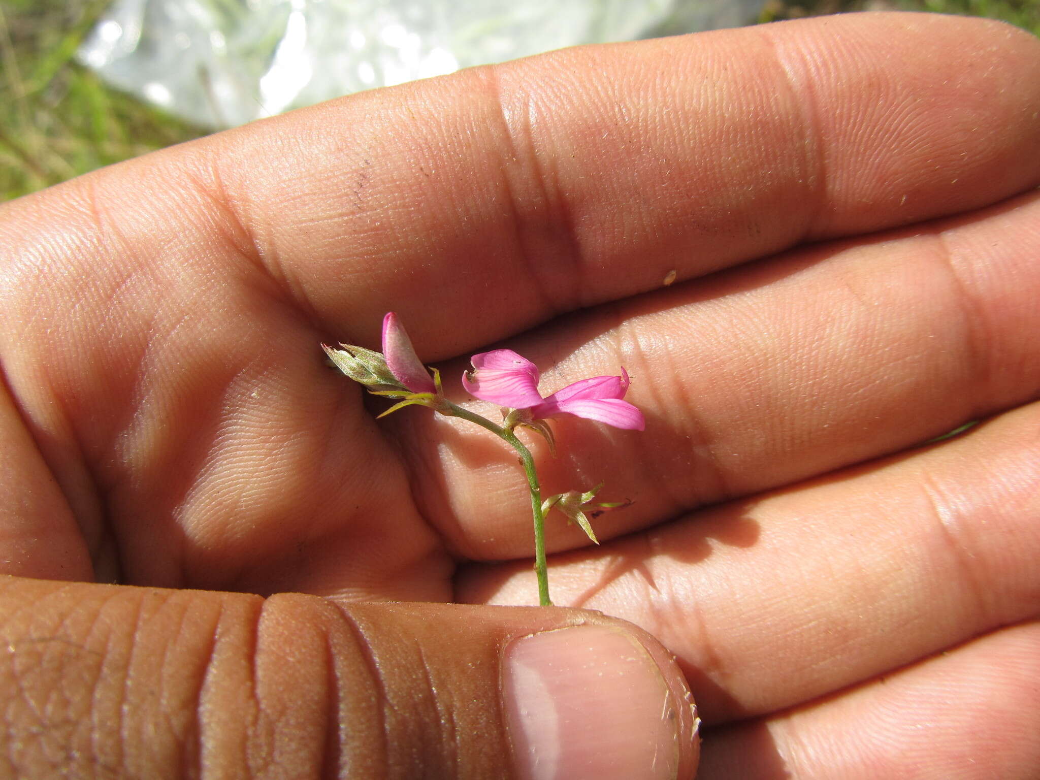 Indigofera asperifolia Benth.的圖片