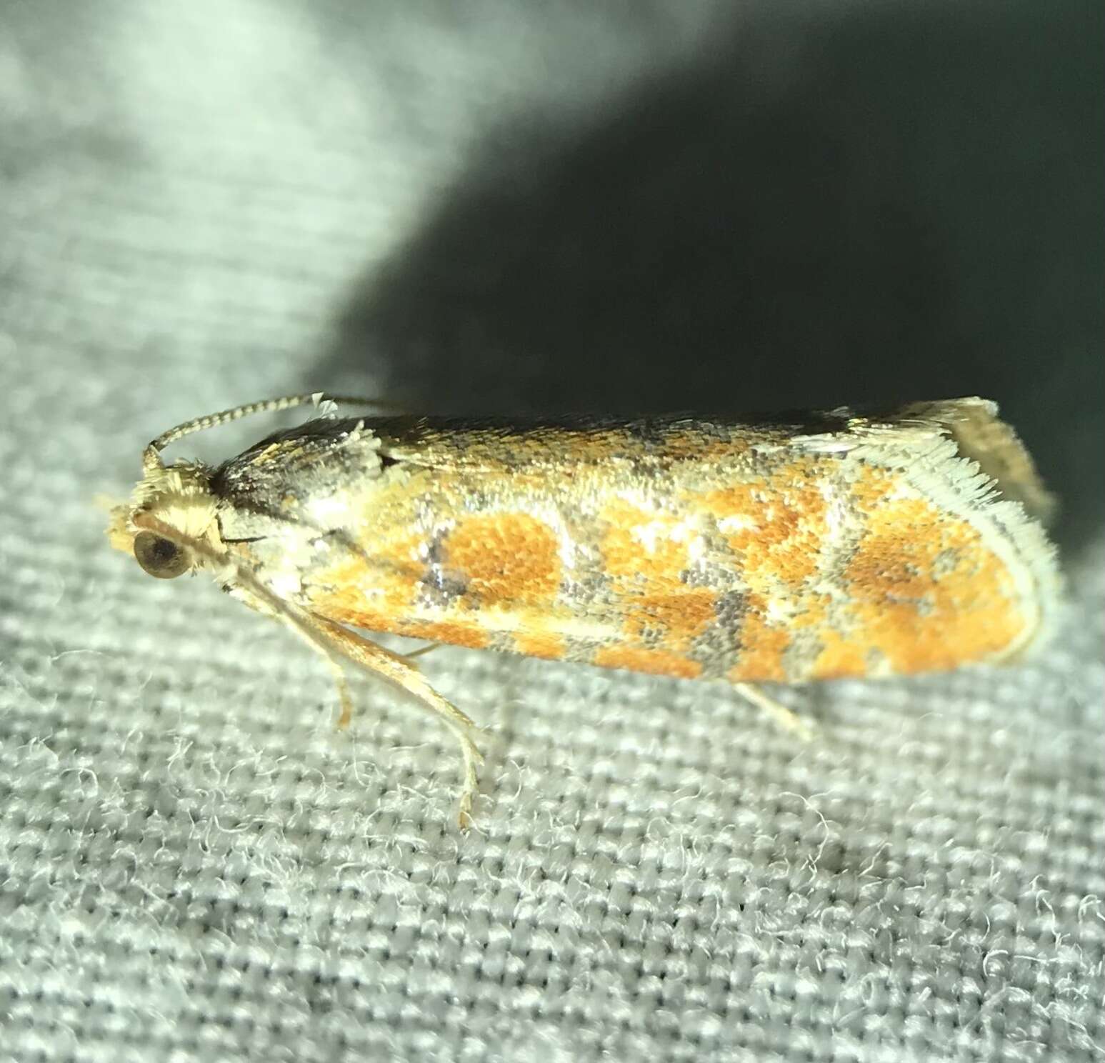 Image of European pine shoot moth