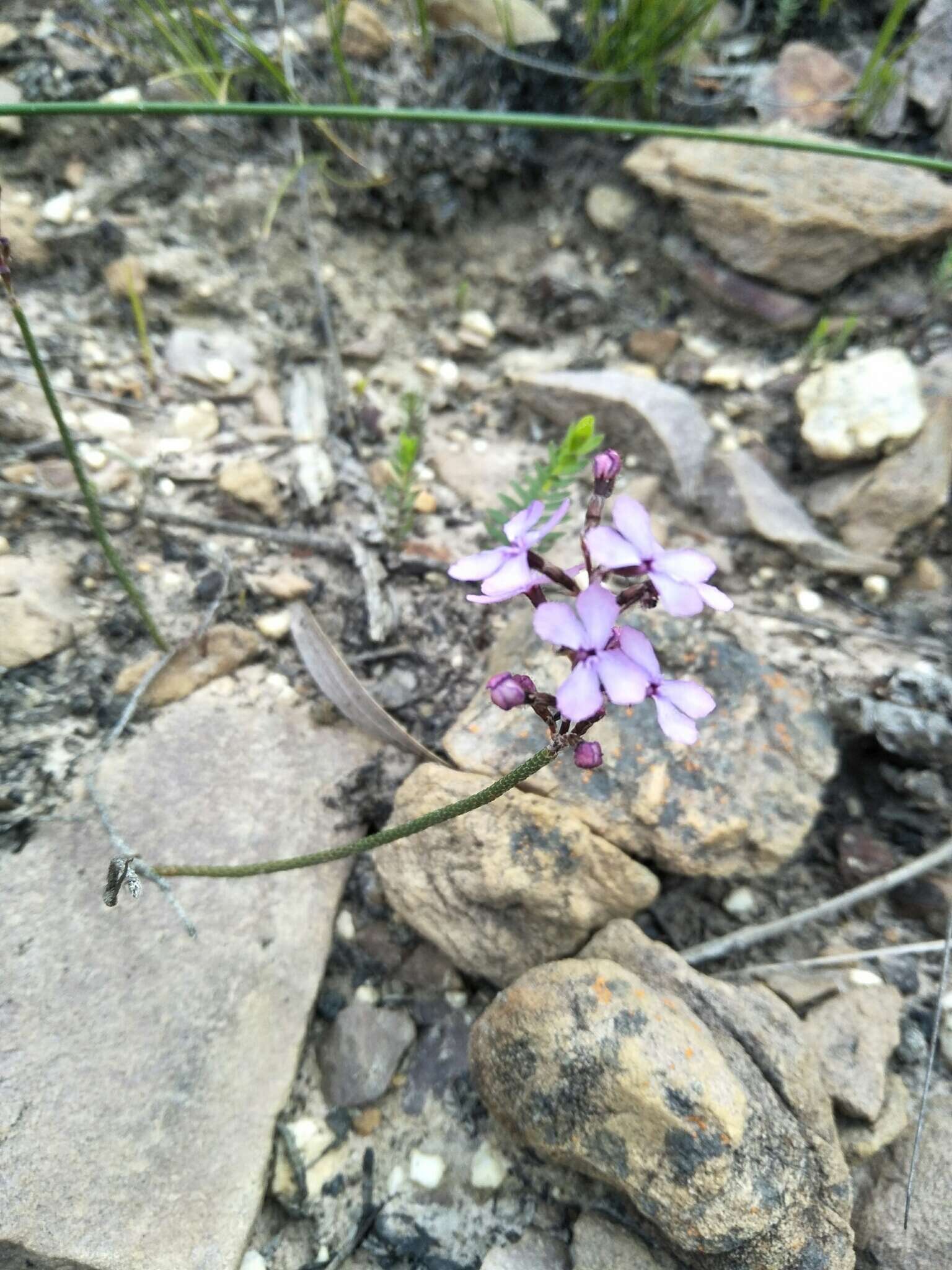 Image de Stylidium preissii (Sond.) F. Müll.