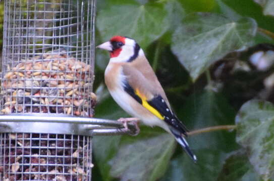 Imagem de Carduelis carduelis (Linnaeus 1758)