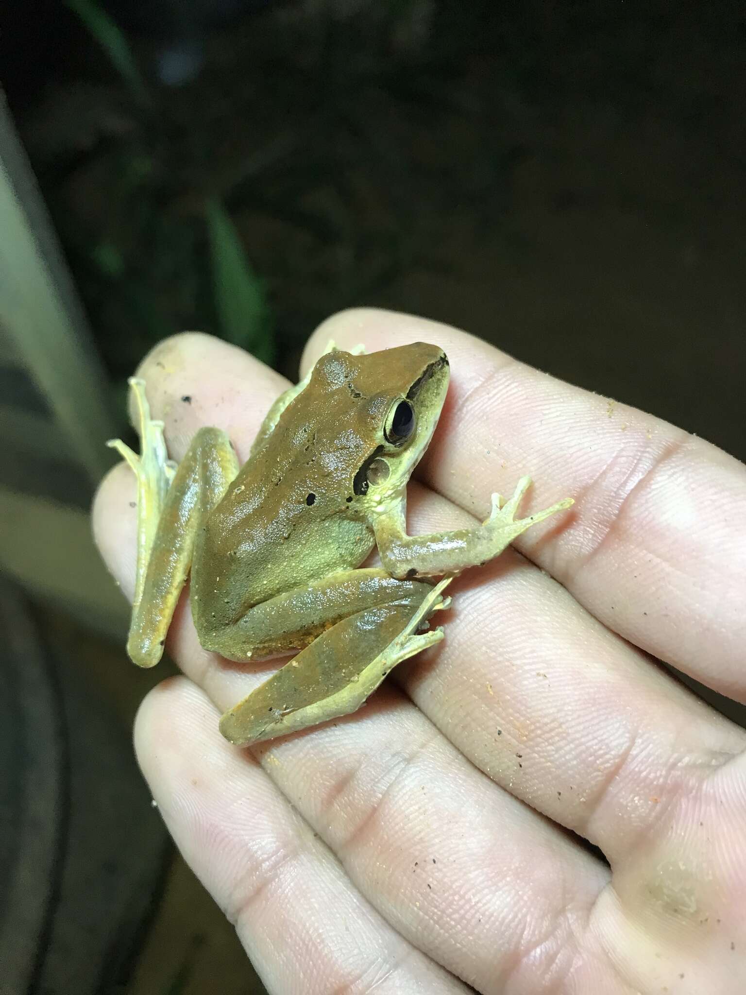 Image of Craugastor metriosistus Ospina-Sarria, Angarita-Sierra & Pedroza-Banda 2015