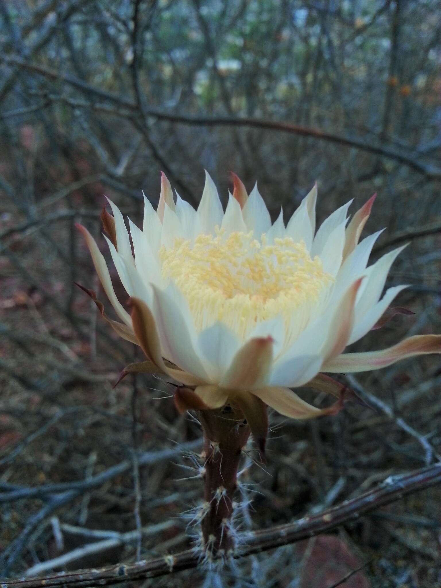 Image de Peniocereus striatus (Brandegee) Buxb.