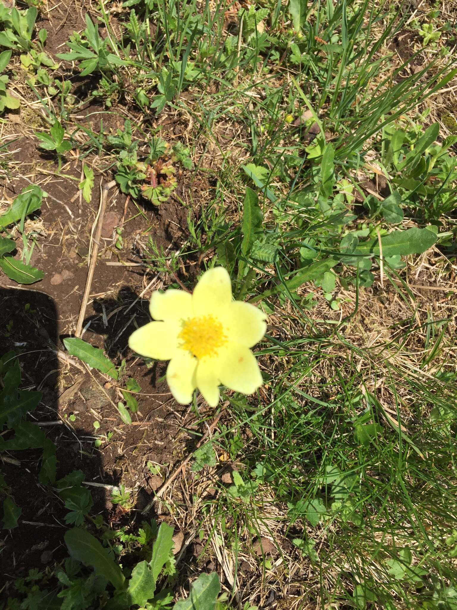 صورة Pulsatilla alpina subsp. apiifolia (Scop.) Nyman