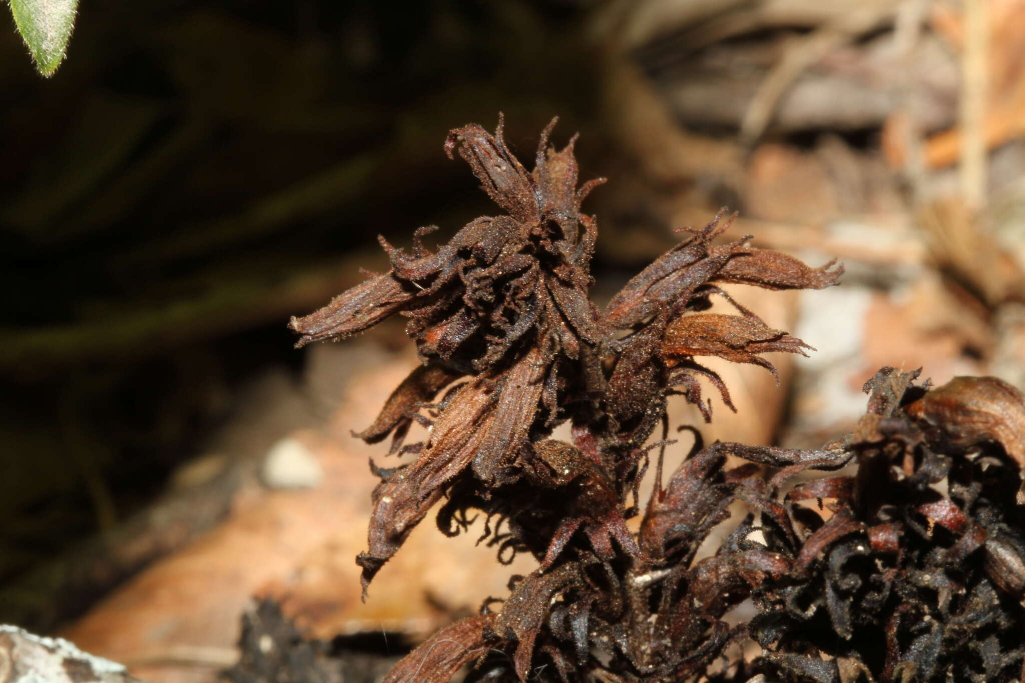 Image of Aphyllon cooperi subsp. palmeri (Munz) A. C. Schneid.