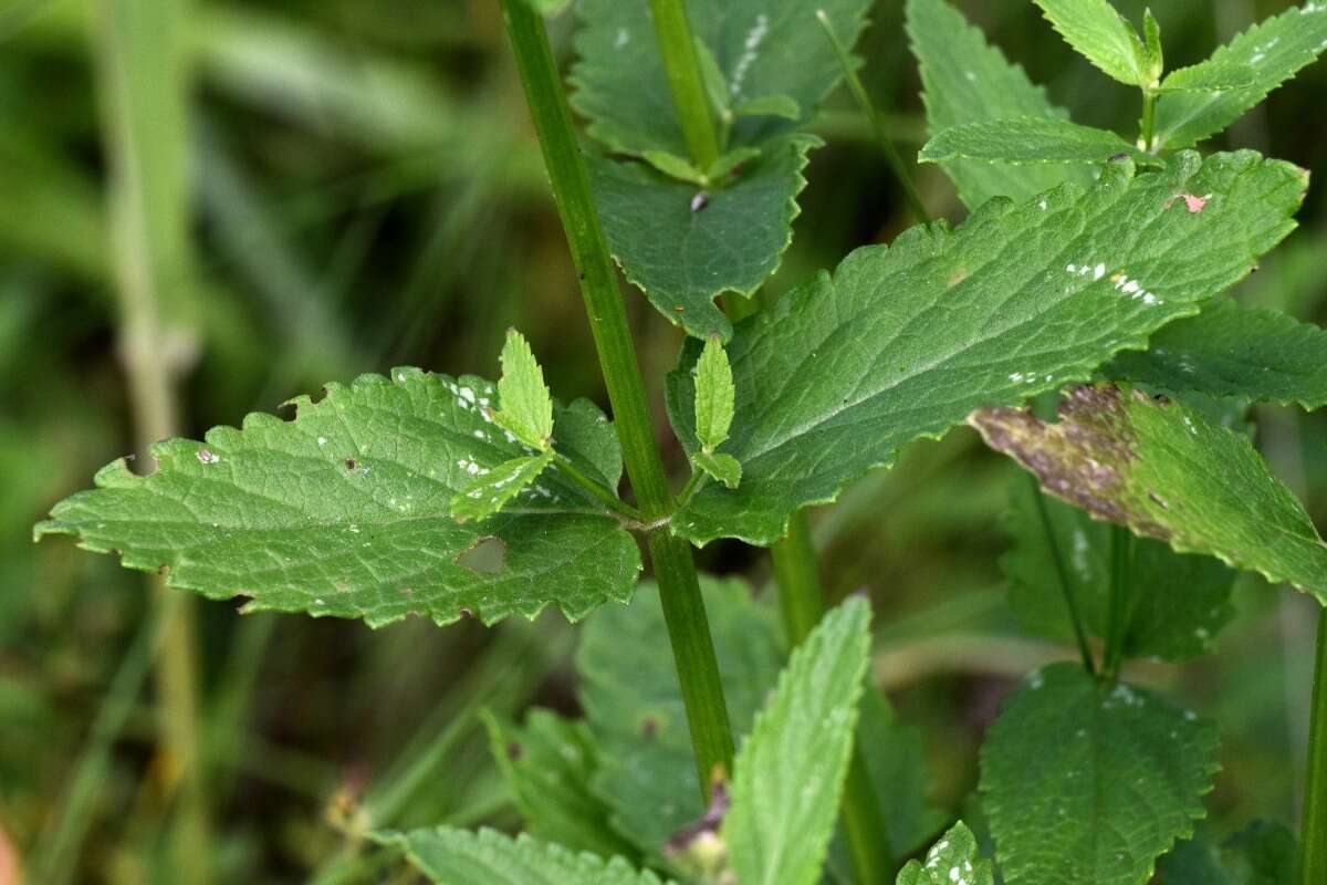 Image of Nepeta nuda L.