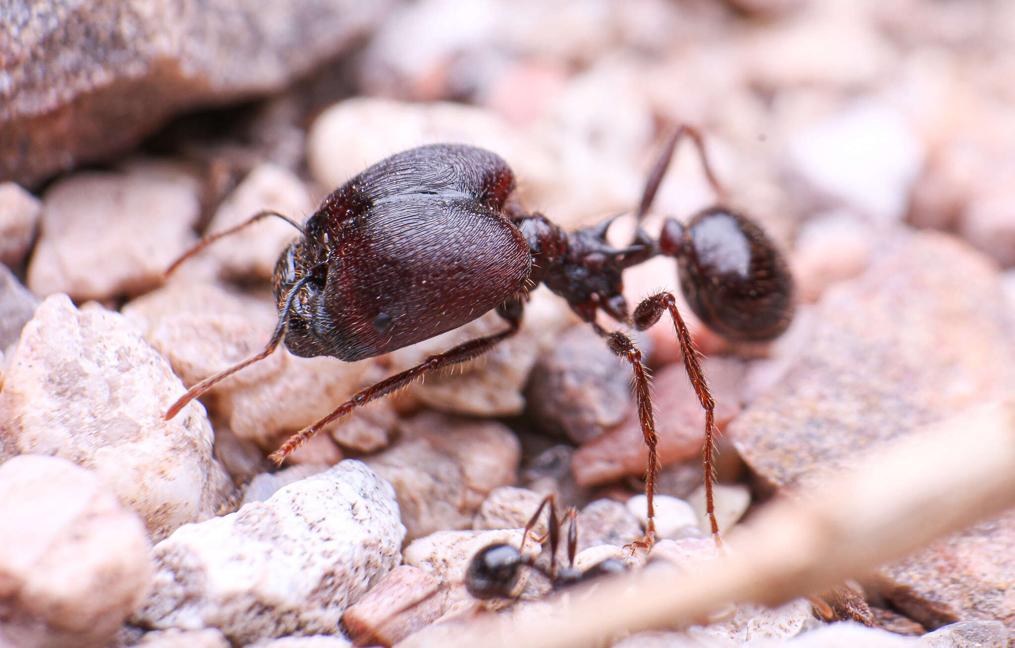 Pheidole rhea Wheeler 1908 resmi