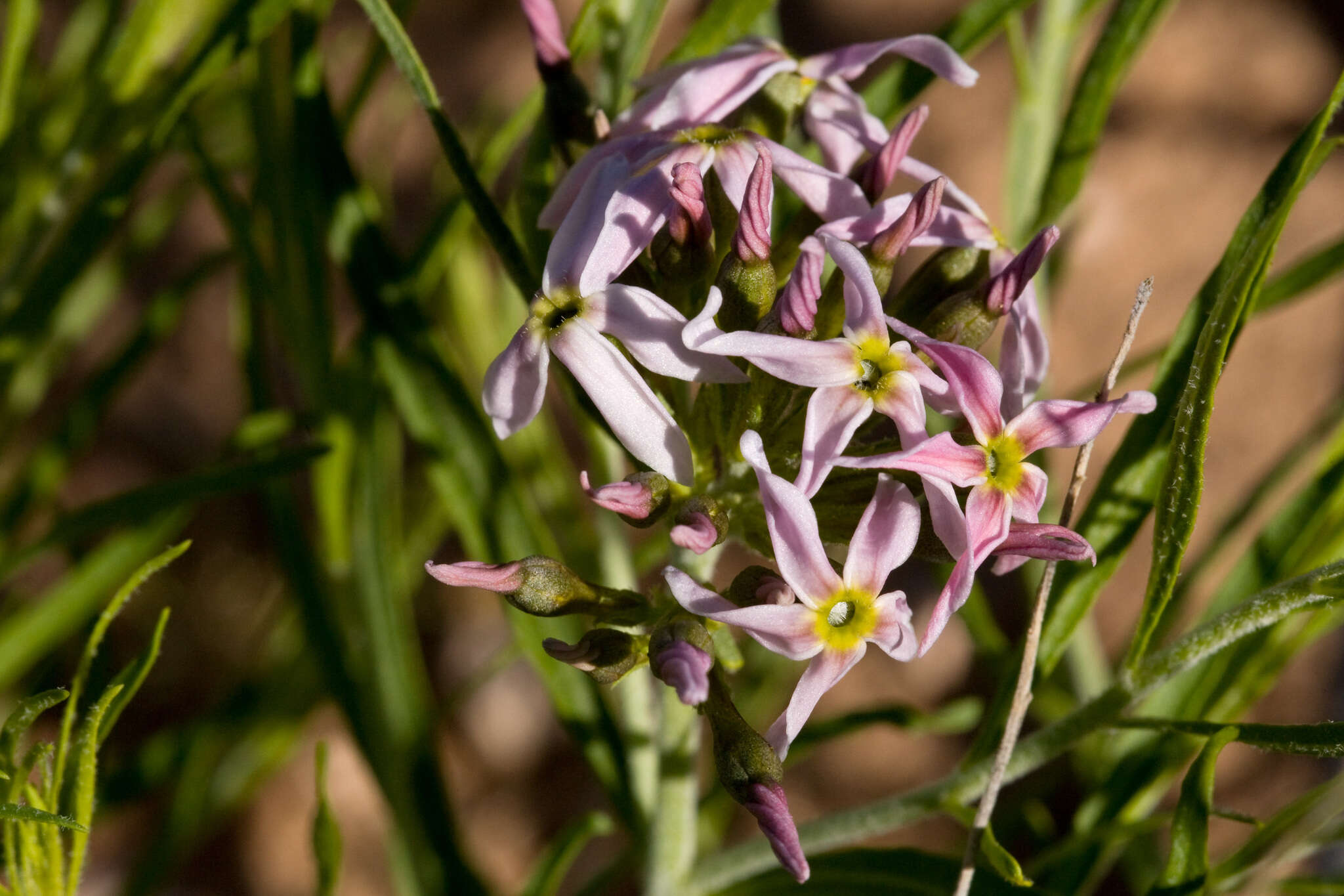 Imagem de Amsonia arenaria Standl.