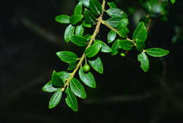 Imagem de Ilex yunnanensis var. parvifolia (Hayata) S. Y. Hu