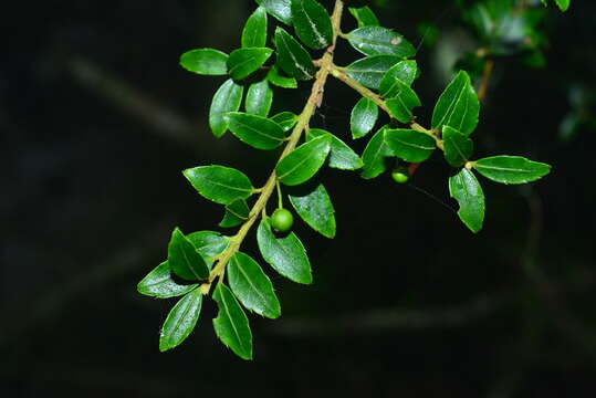 Image de Ilex yunnanensis var. parvifolia (Hayata) S. Y. Hu