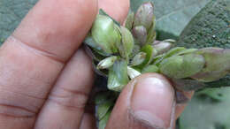 Strobilanthes lupulina T. Anders.的圖片