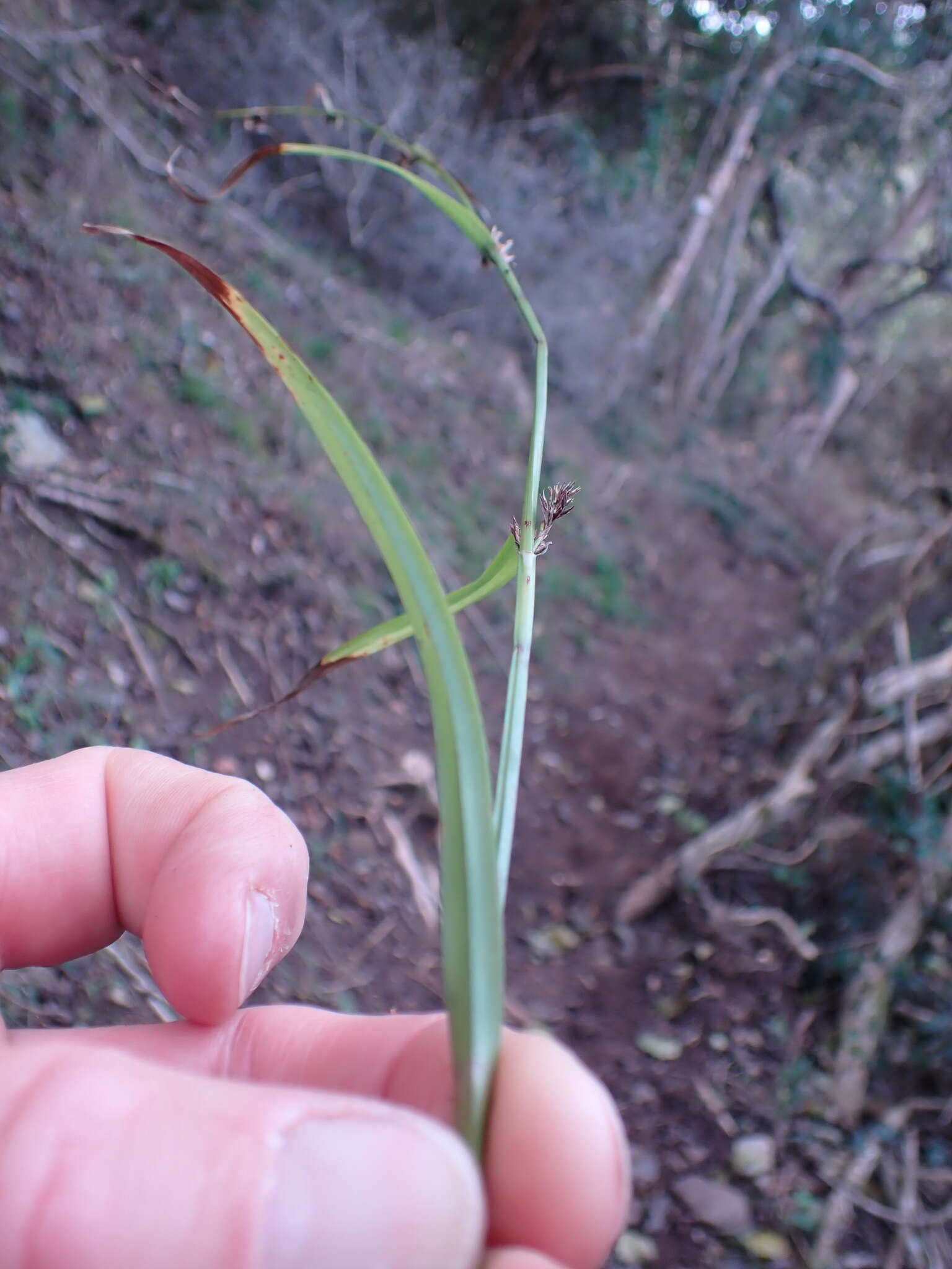 Image of Carex uhligii K. Schum. ex C. B. Clarke