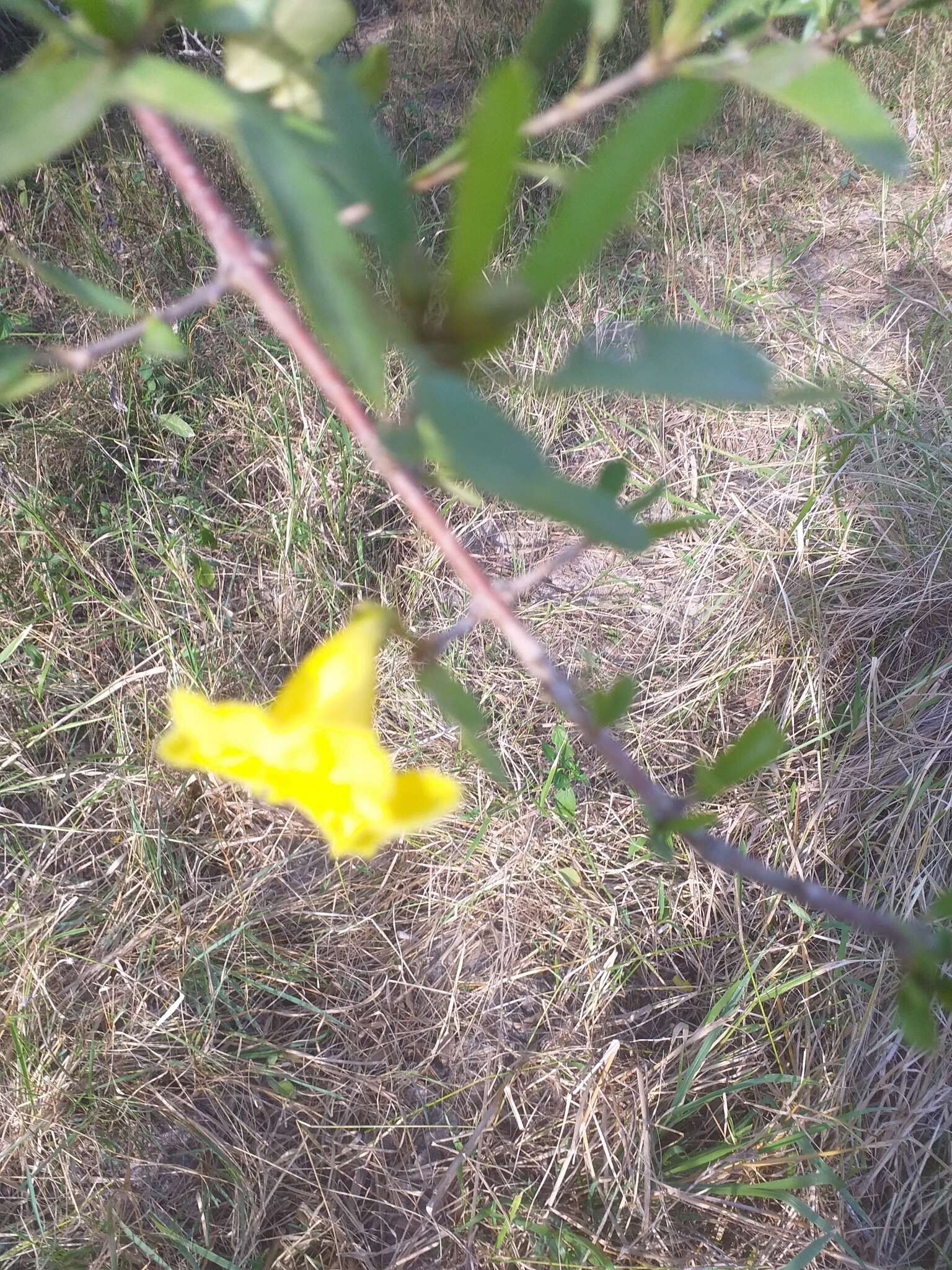 Image de Tabebuia nodosa (Griseb.) Griseb.