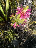 Image of Erica abietina subsp. atrorosea E. G. H. Oliv. & I. M. Oliv.