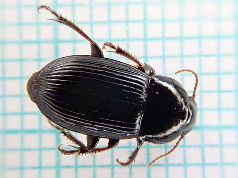 Image of Harpalus (Harpalus) tardus (Panzer 1796)