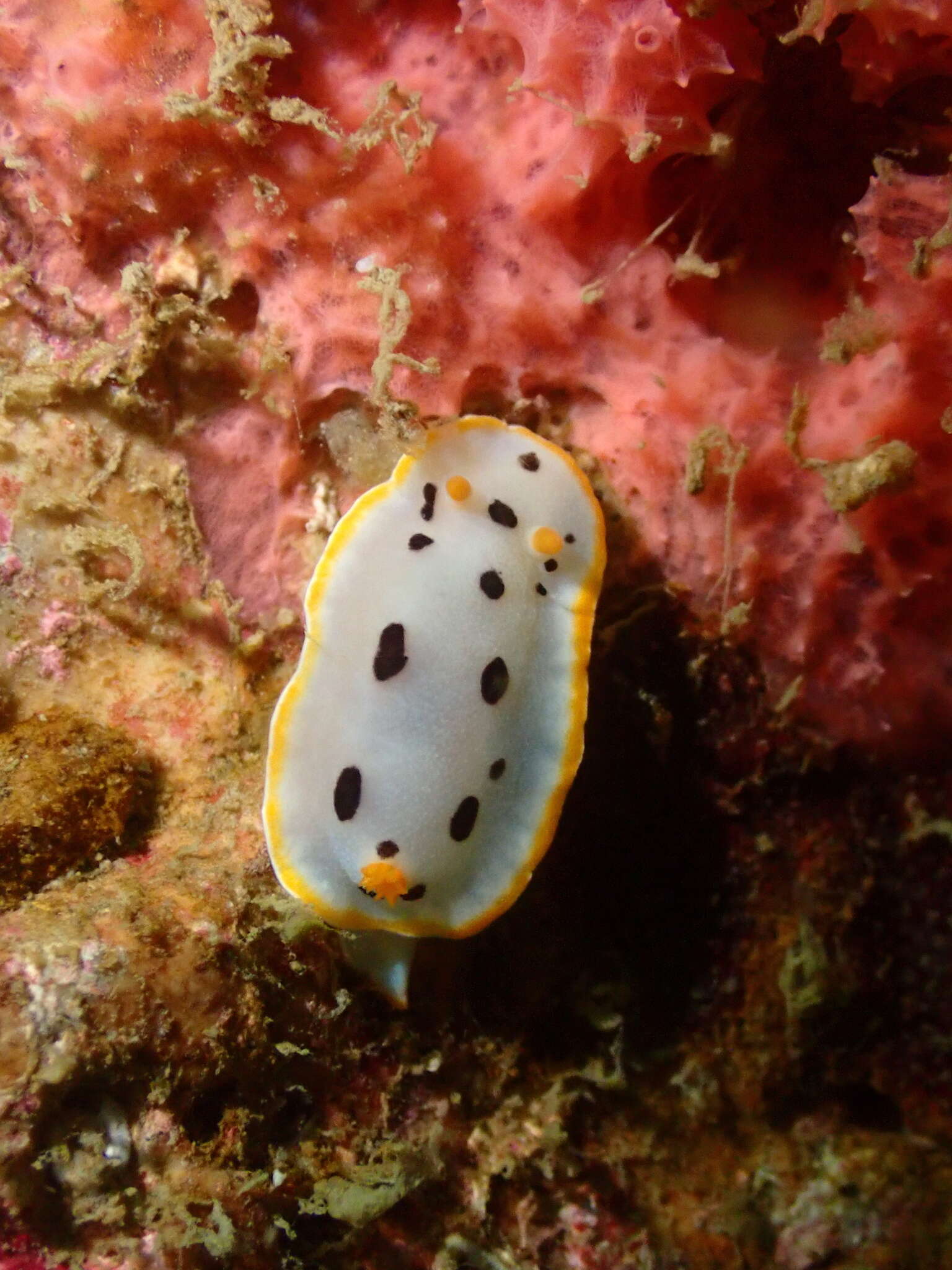 Image de Chromodoris orientalis Rudman 1983