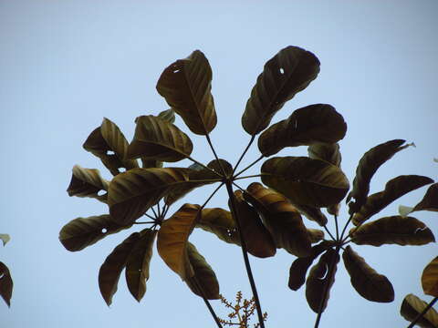 صورة Schefflera morototoni (Aubl.) Maguire, Steyerm. & Frodin