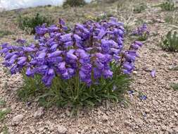 Plancia ëd Penstemon hallii A. Gray