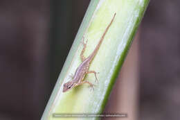 Image of Saban Anole