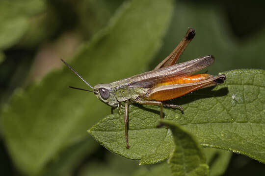 Слика од Amblytropidia australis Bruner & L. 1904