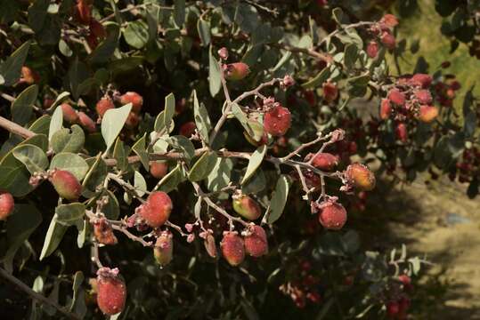 Image of Rhus lentii Kellogg