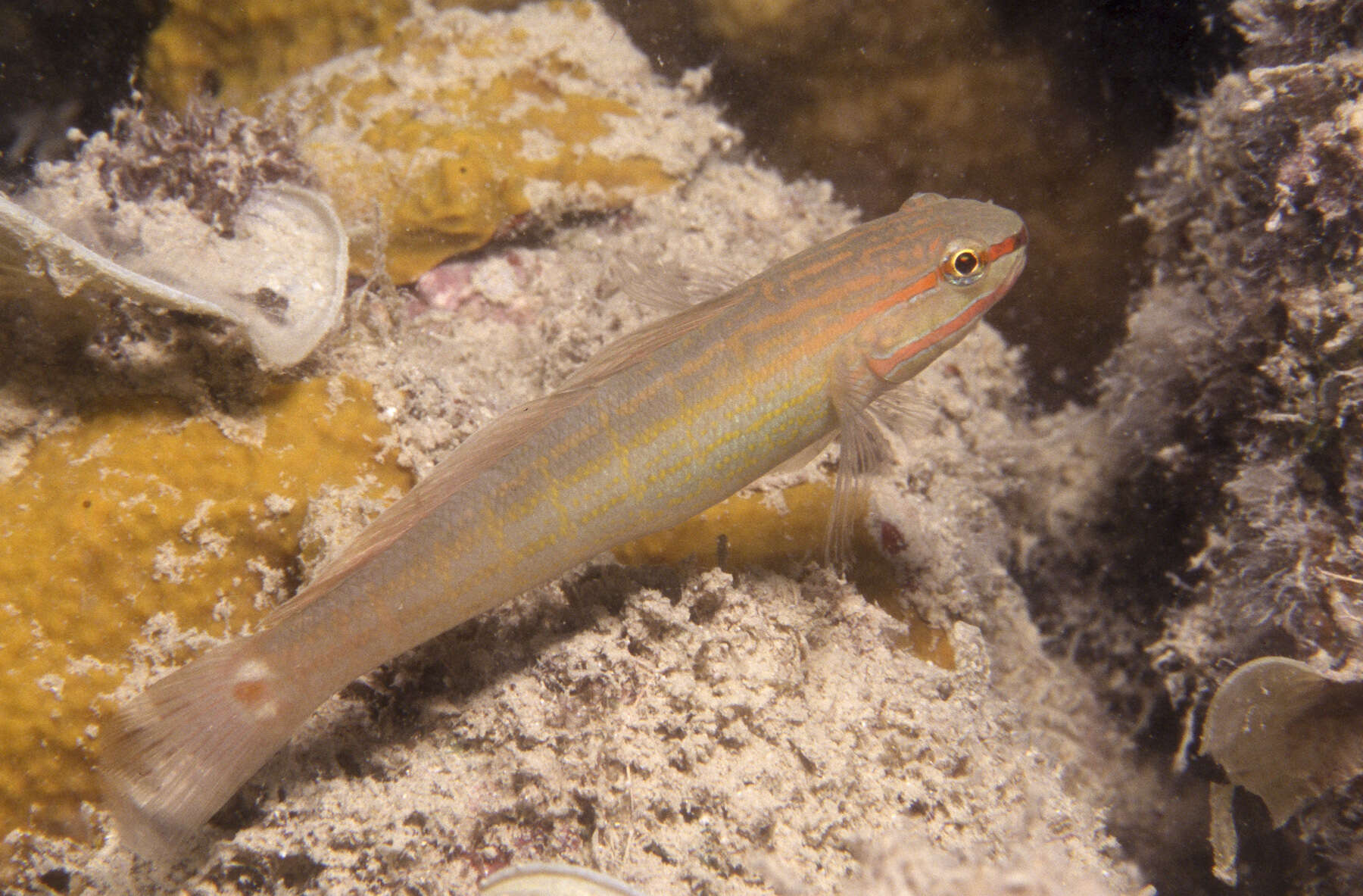 Image of Crosshatch goby