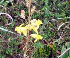 Image of Bulbine favosa (Thunb.) Schult. & Schult. fil.