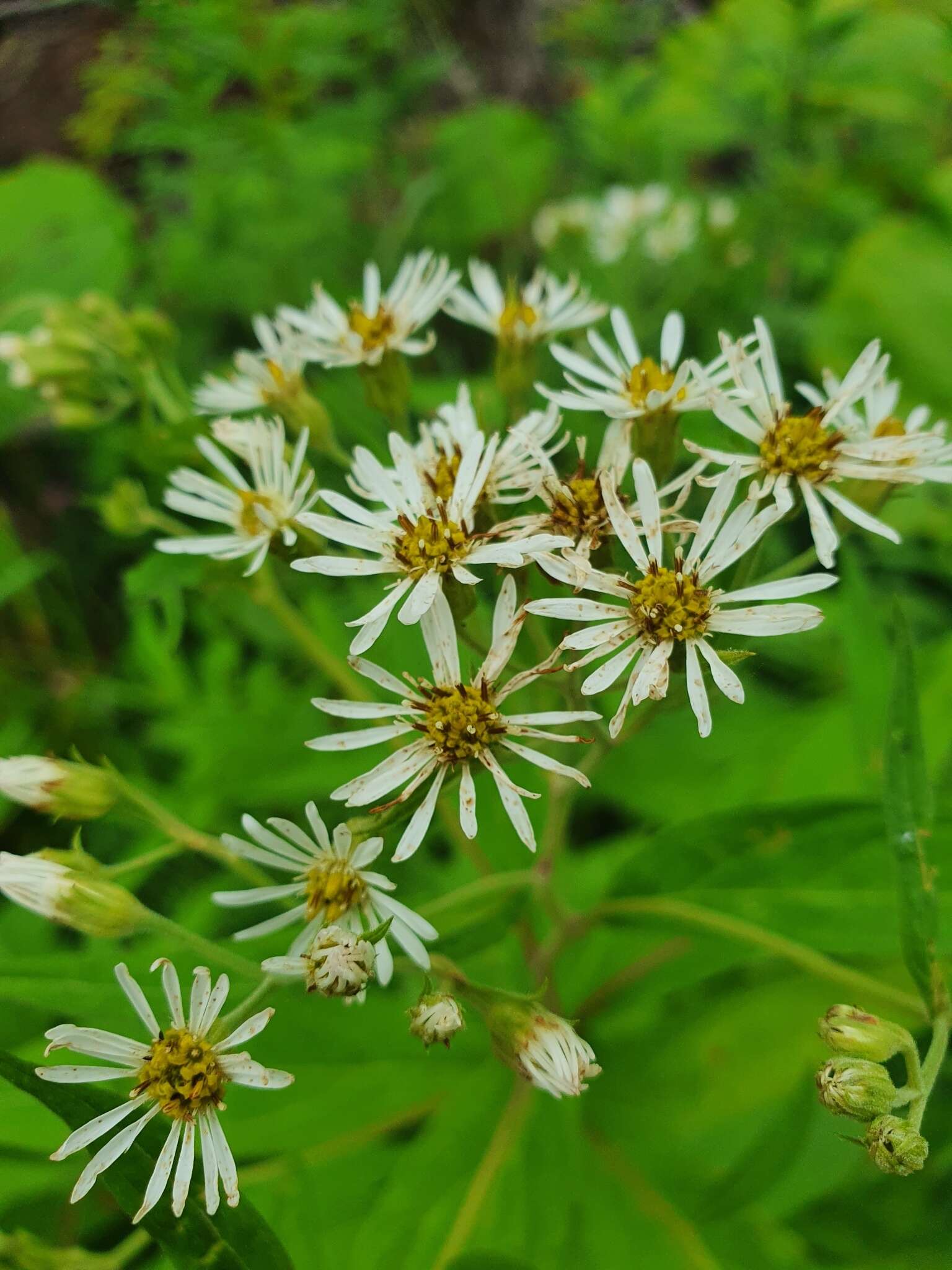 Image of Aster glehnii