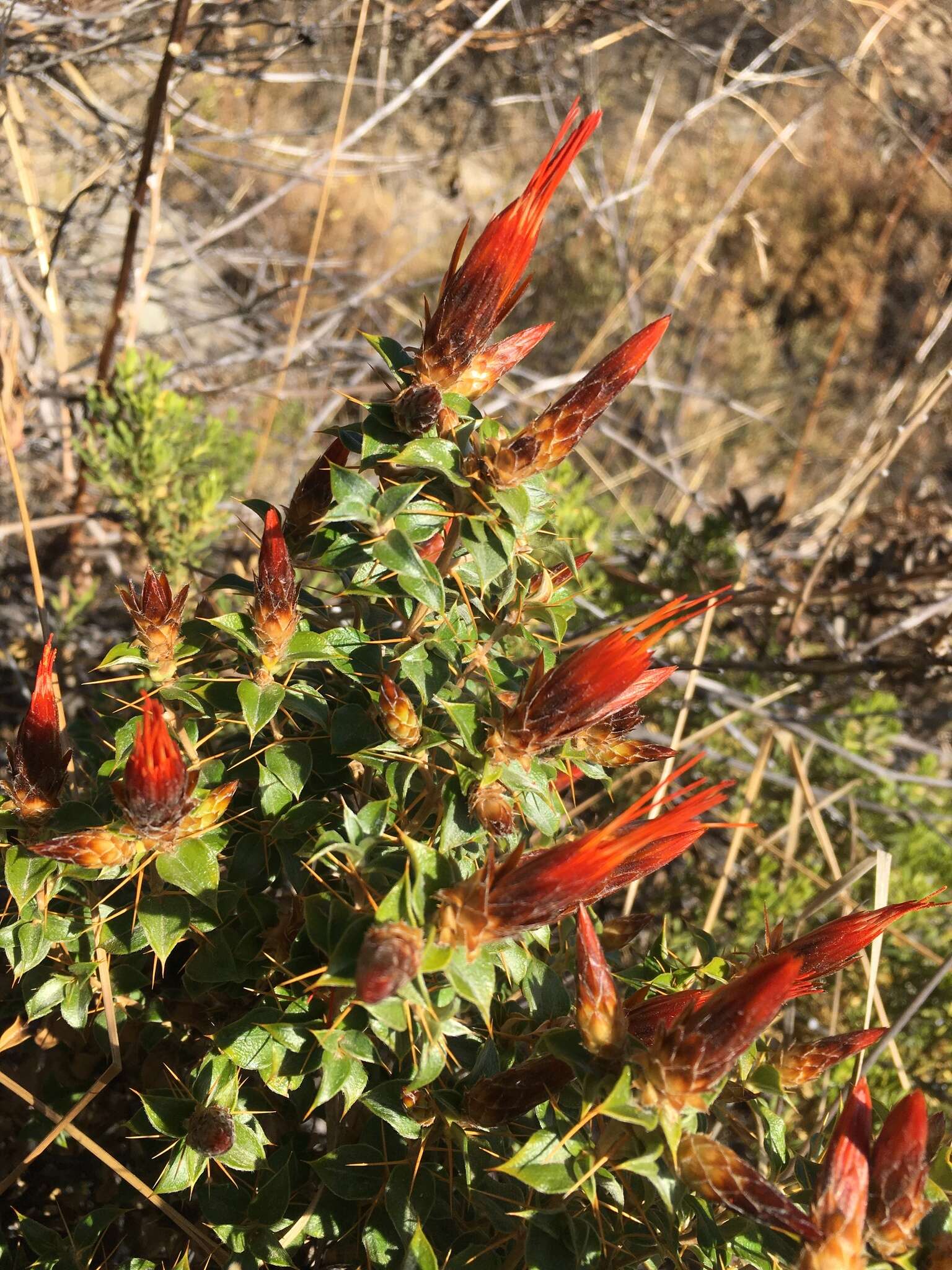 Image of Chuquiraga spinosa D. Don