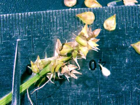 Image of Leavenworth's sedge