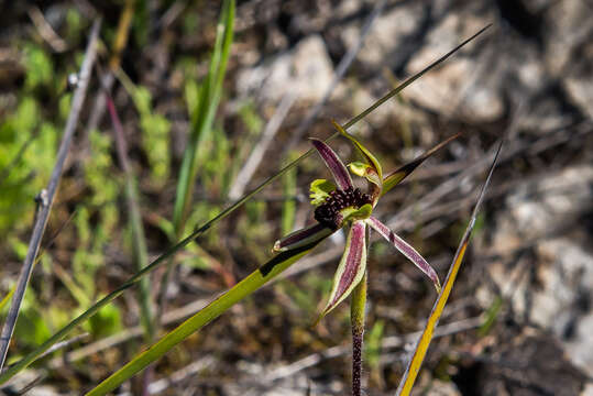 Image of Coast spider orchid