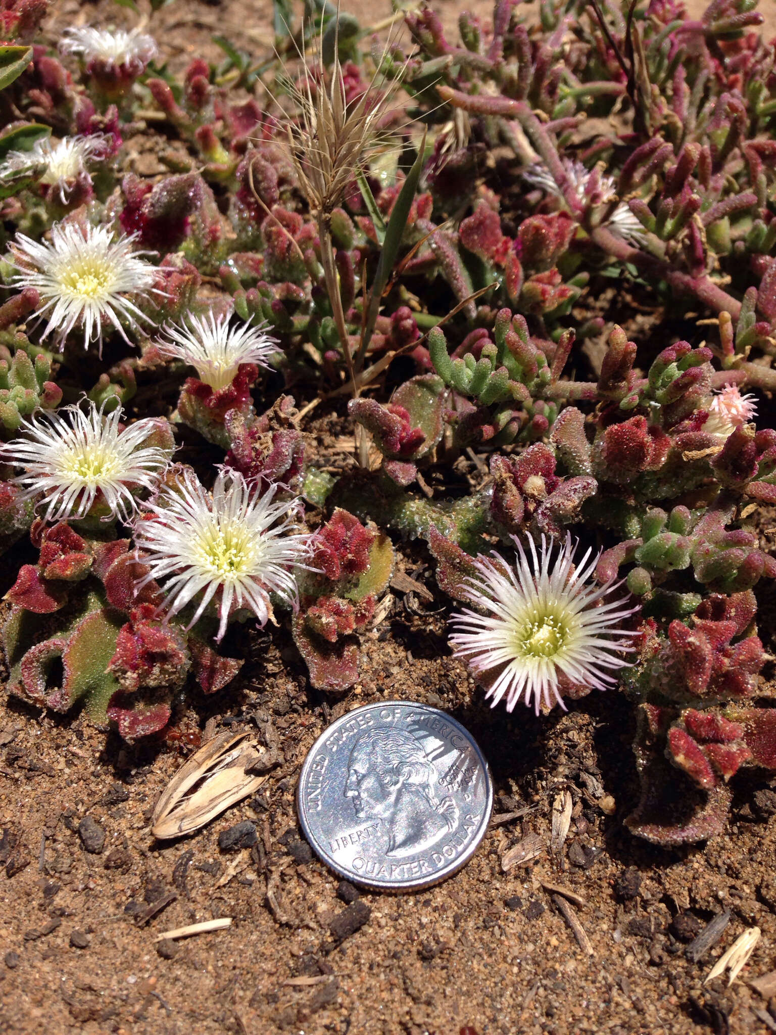 Image of common iceplant