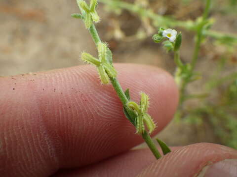 Image of sagebrush combseed