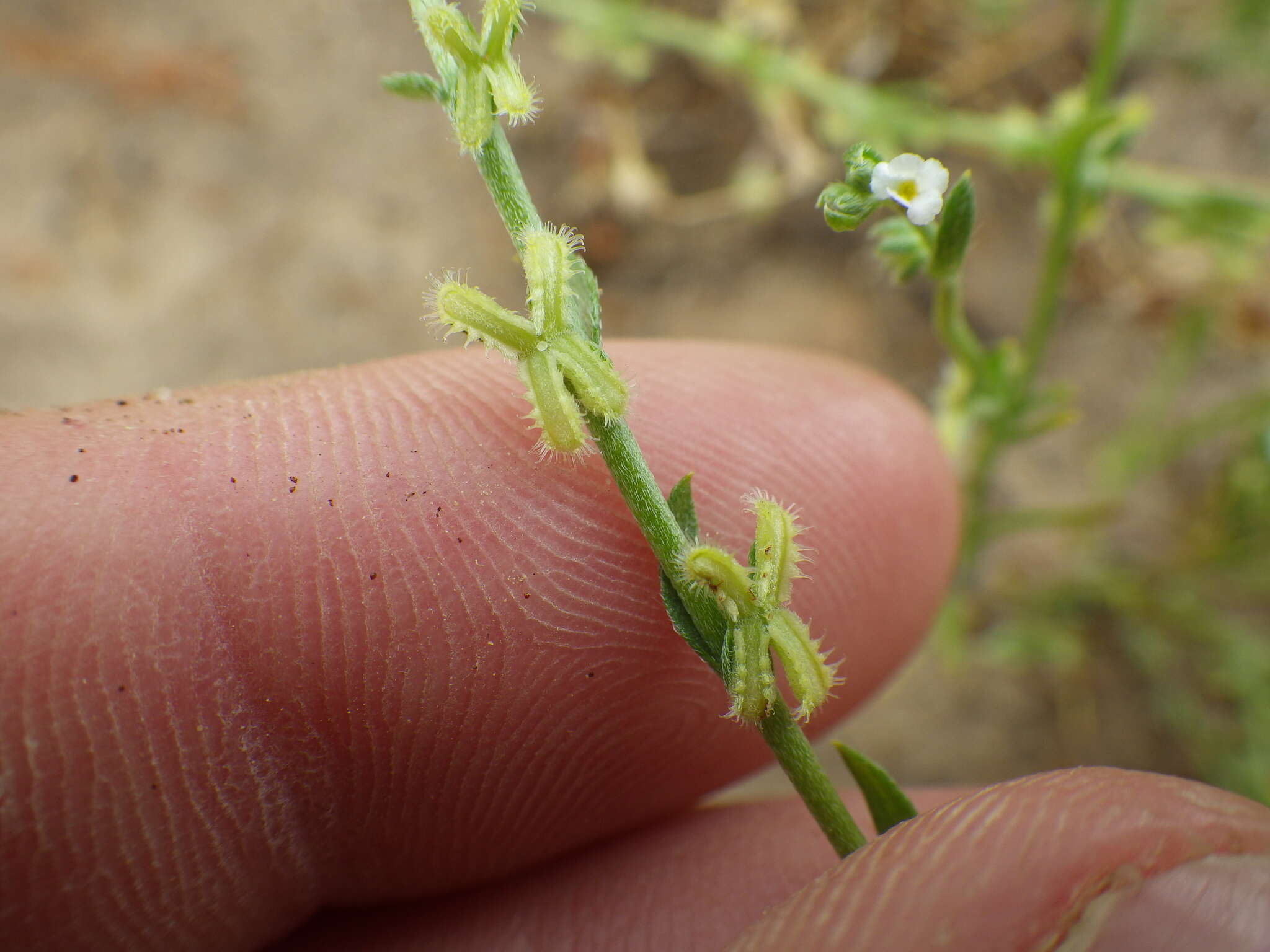 Image of sagebrush combseed