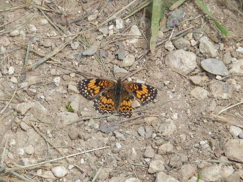 Image of Gorgone Checkerspot