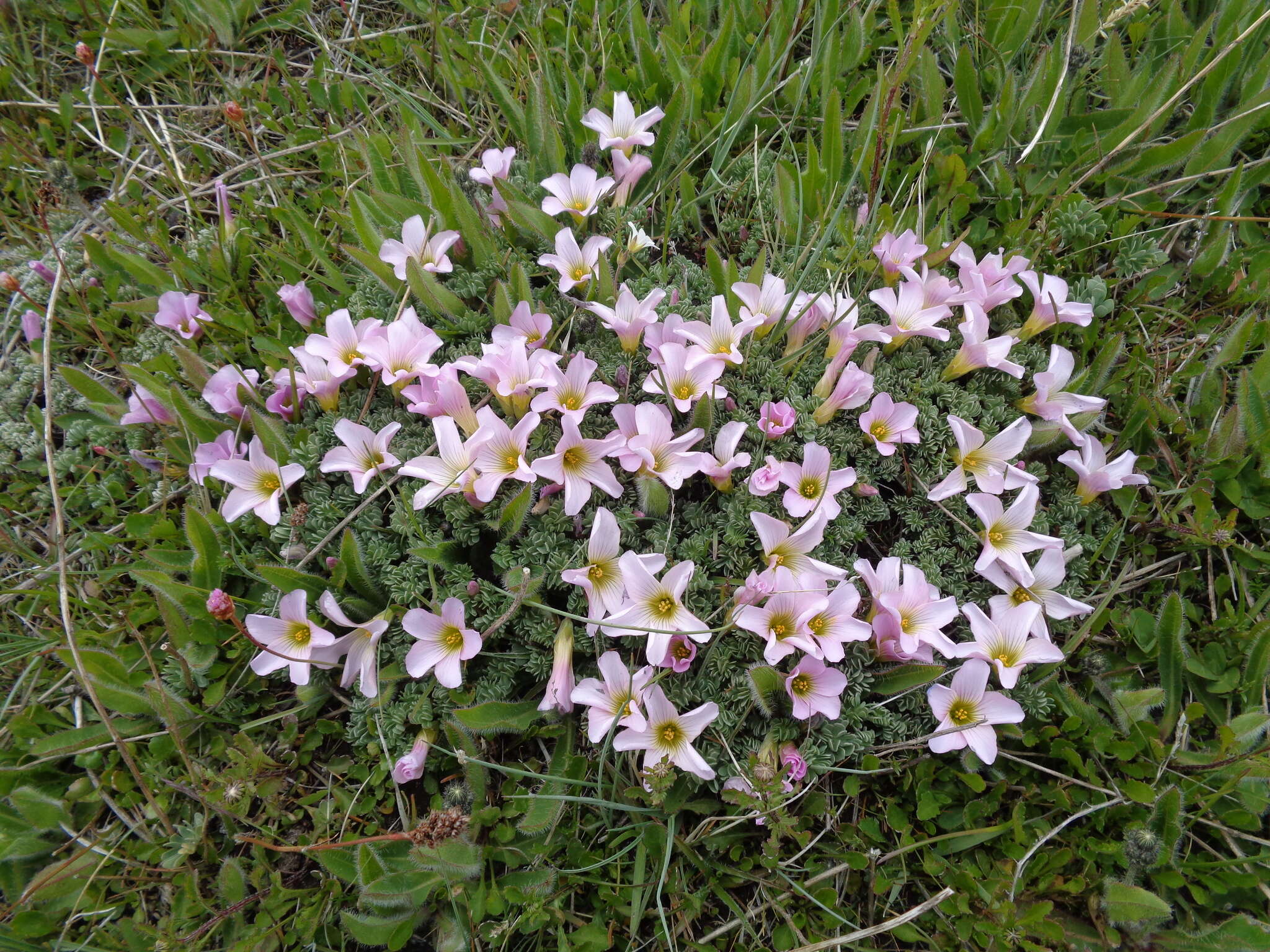 Sivun Oxalis enneaphylla Cav. kuva