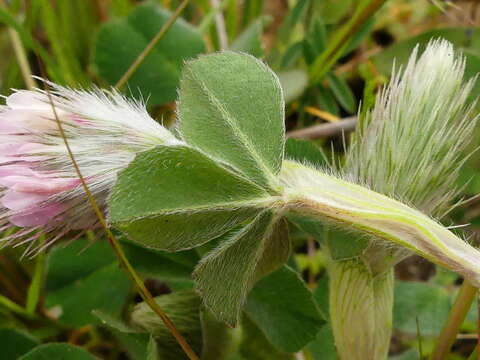 Image of Trifolium incarnatum subsp. molinerii (Hornem.) Syme