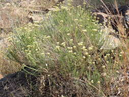 Image of Curry bush