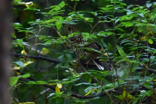 Image of White's Thrush