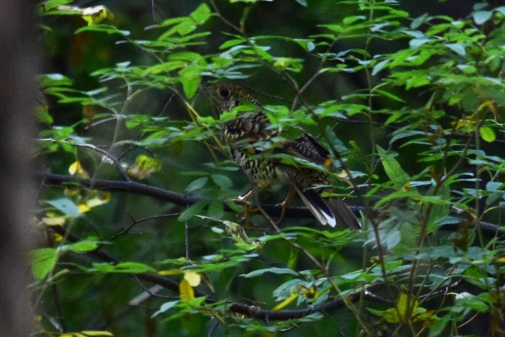 Image of White's Thrush