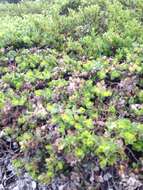 Image of San Bruno Mountain manzanita