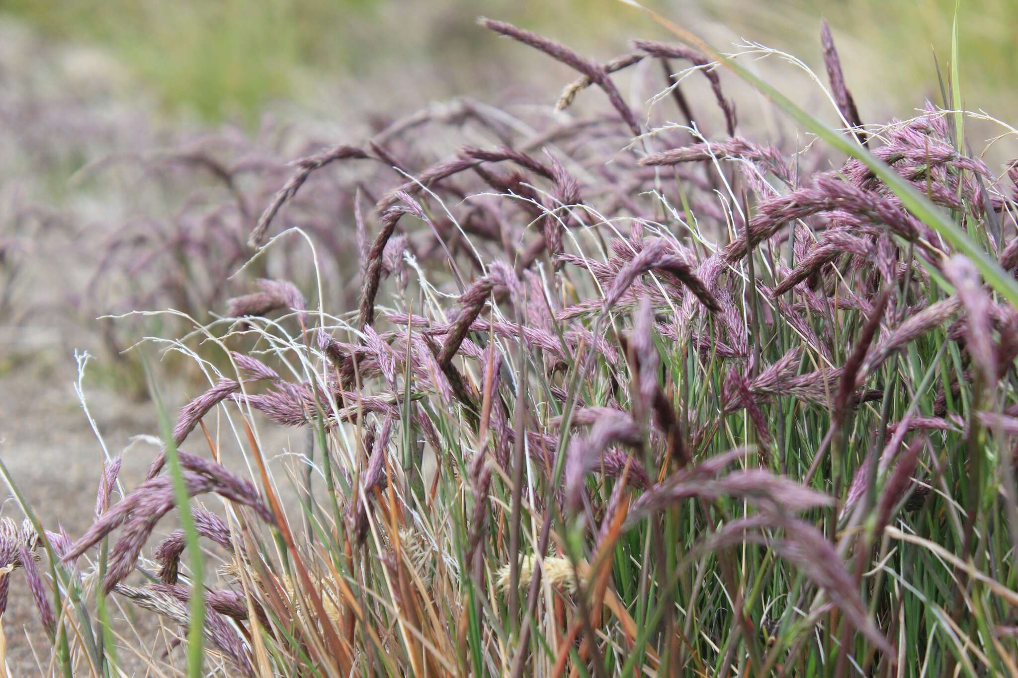 Image of Polypogon magellanicus (Lam.) Finot