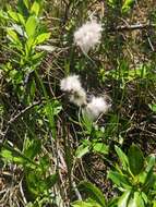 Image of tall cottongrass